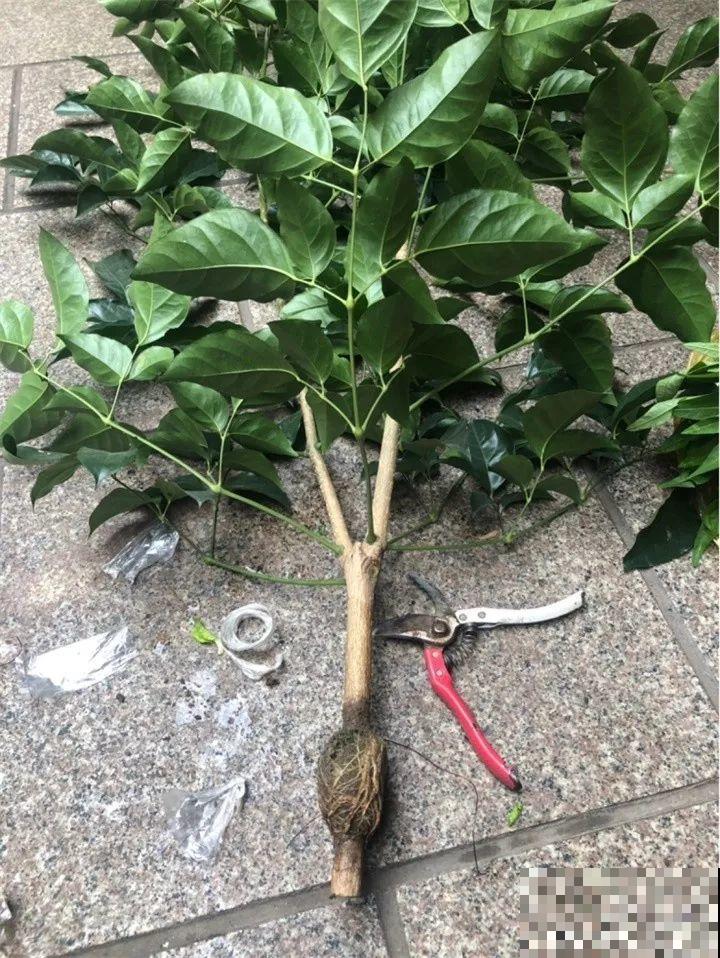 这3种花不用扦插，切个小口子，2个月就生根！