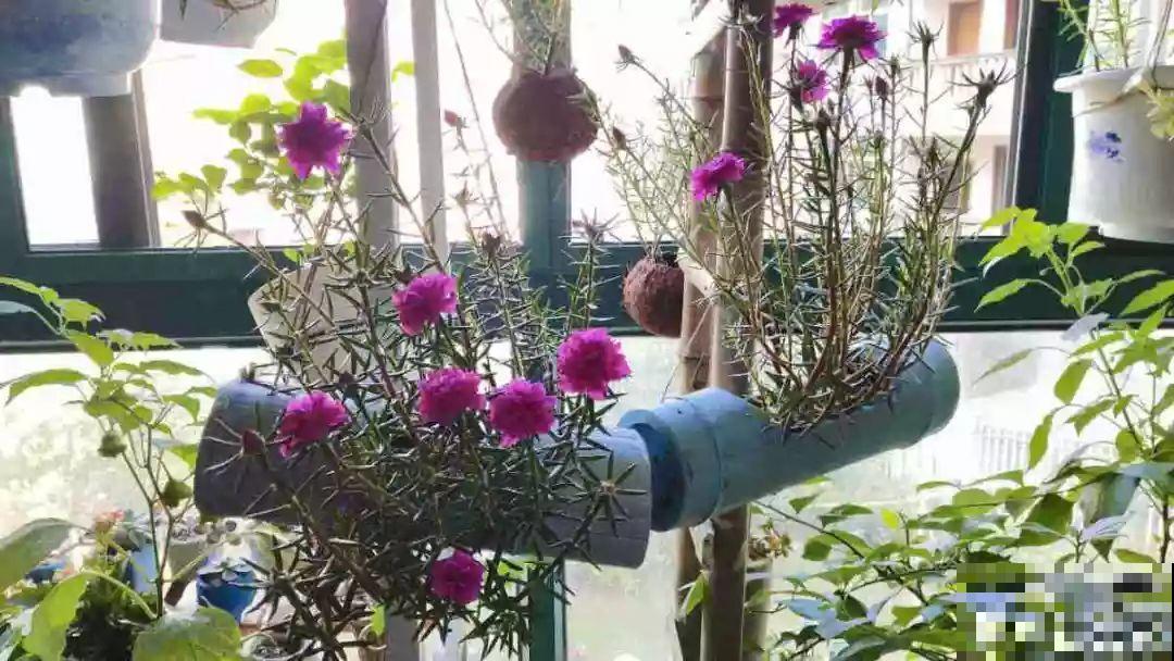 阳台再小也不怕，跟她学一招，把花挂起来养，不占地还好看！