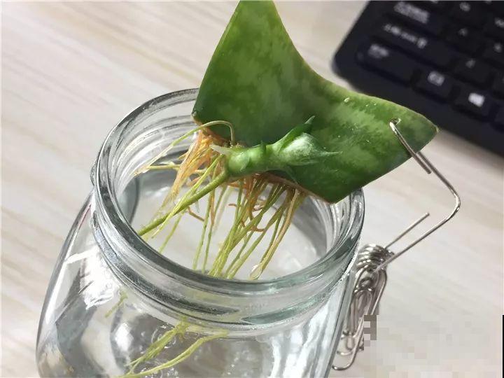 10种花，冬天切记管住手，小心浇完水就掉叶子！