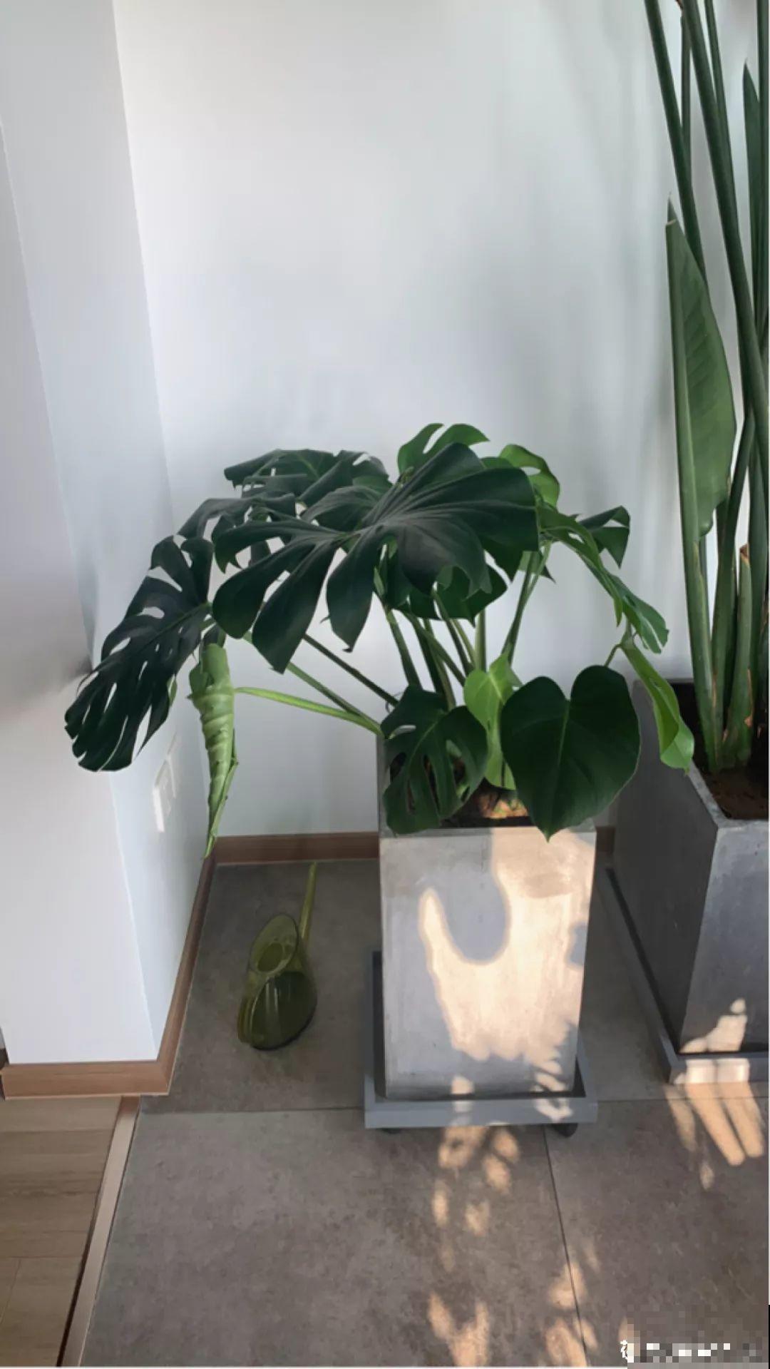 这4种花养在家里，就是一个小型的加湿器，不干不躁真舒服！