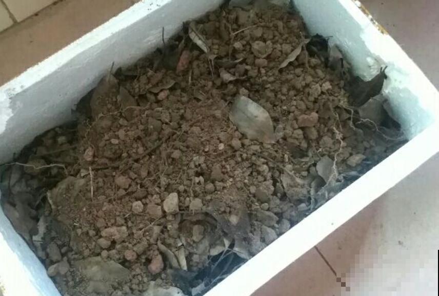 满地落叶都是宝，赶紧装一麻袋，给花用了长得旺！