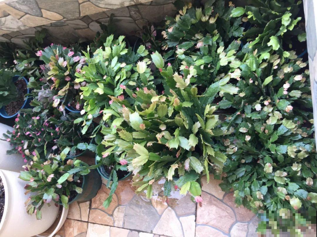 这6种花开败了？抓紧剪两刀，还能再开两三茬！