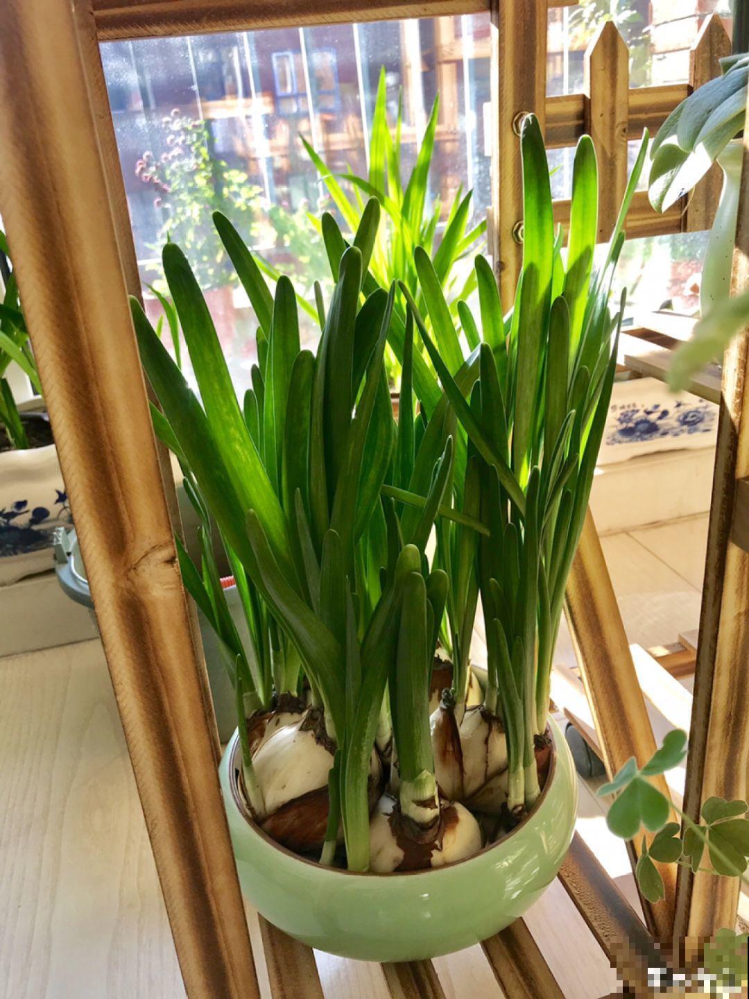 这花没开前像韭菜，忍住别割，一开花就美爆！