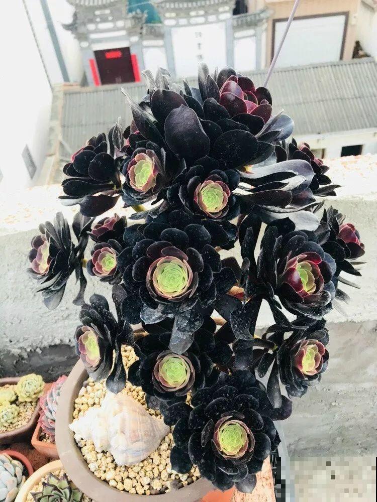 多肉上色全靠这4点，越到冬天，颜色越好看！