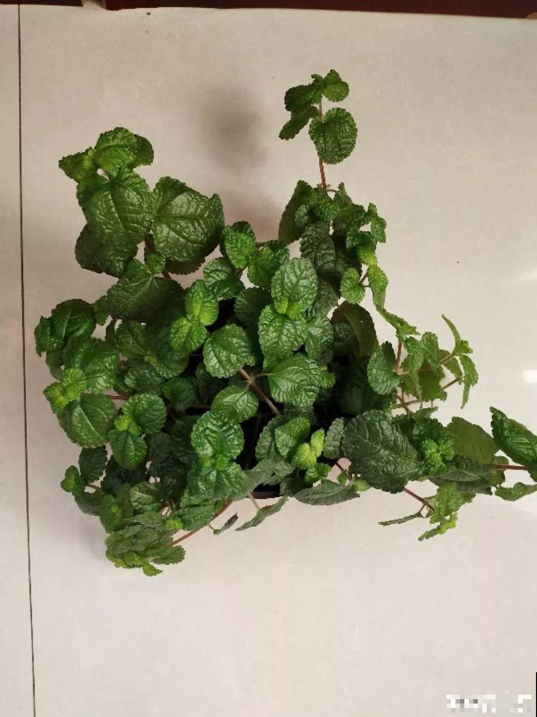 这4种花养在家里，就是一个小型的加湿器，不干不躁真舒服！