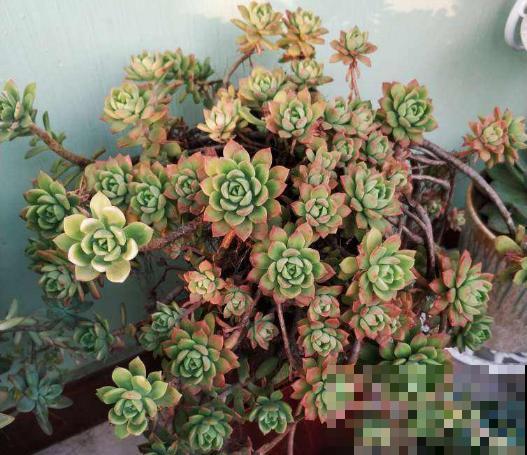 冬天养花别大意，这个地方虫子多，赶紧灌点小酒喷一喷！
