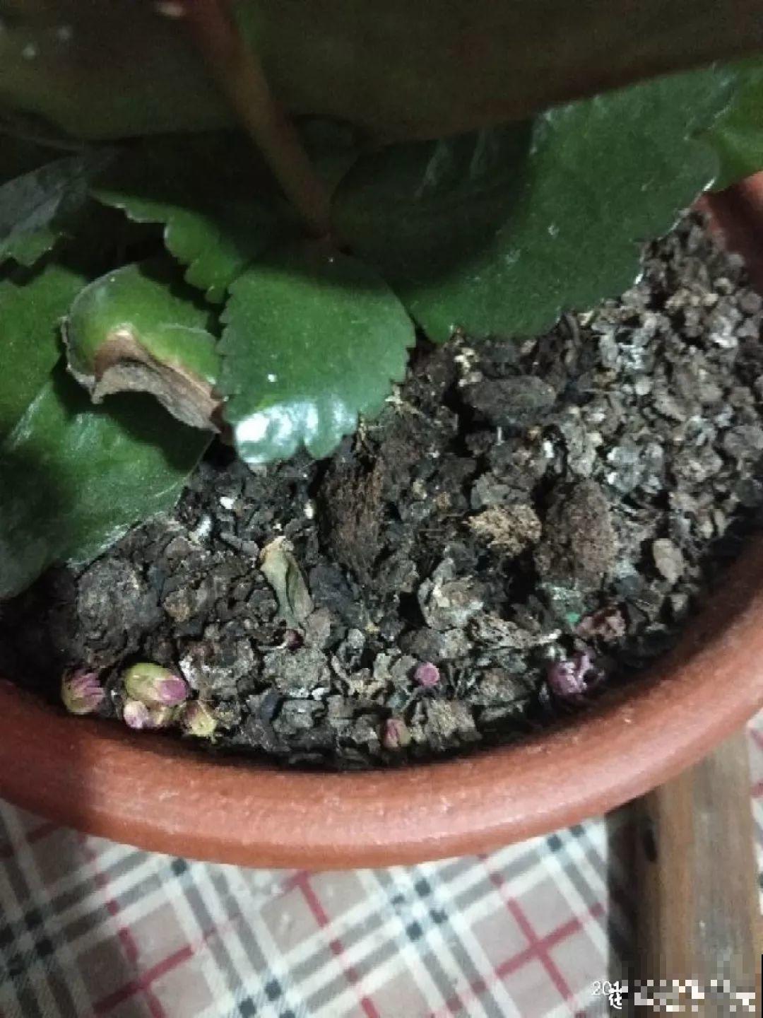 土里浇点它，专治小黑飞，虫子不招叶子绿油油！