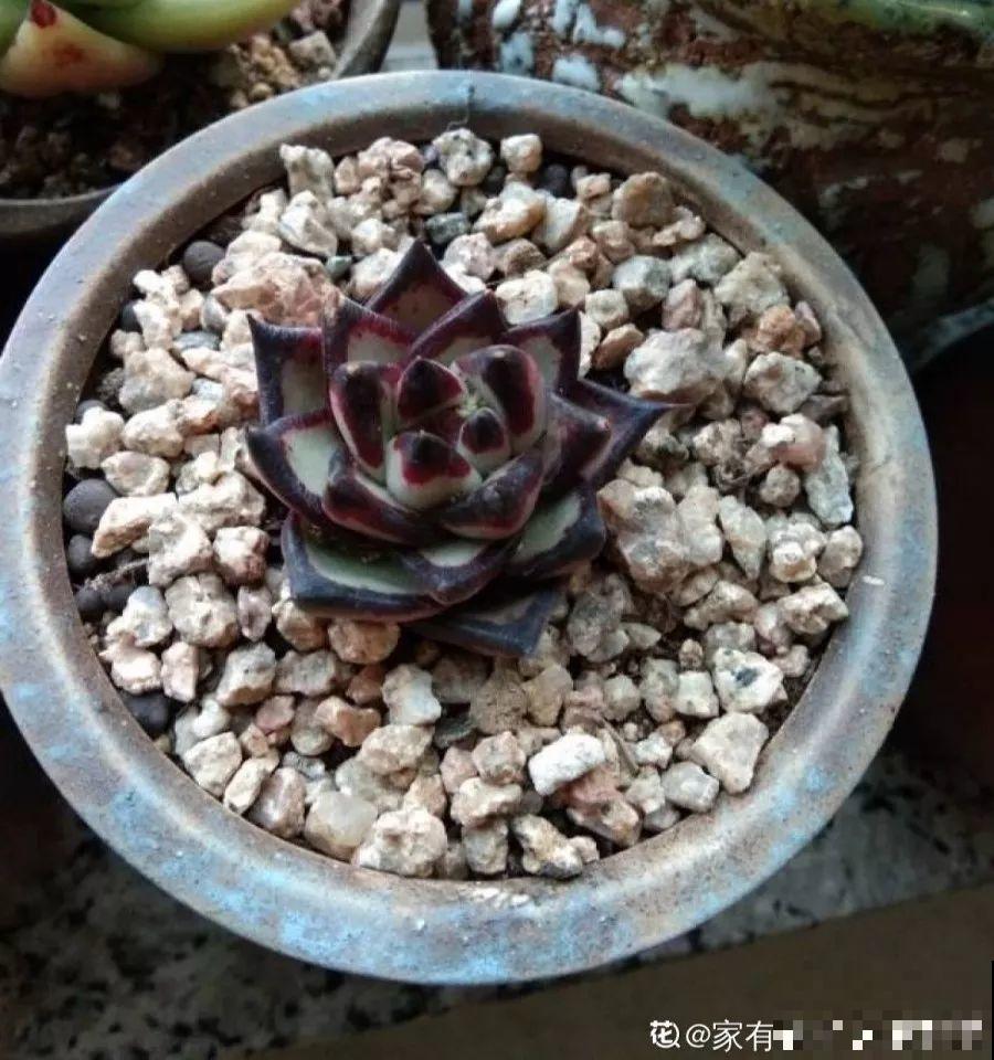 多肉的另一种养法，不花一分钱，透水透气根越长越壮！