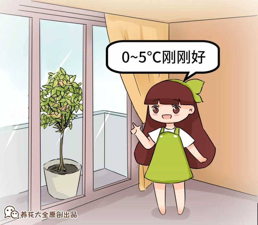 家里有这花，冬天不能太保暖，低温冻一冻开花才更旺！