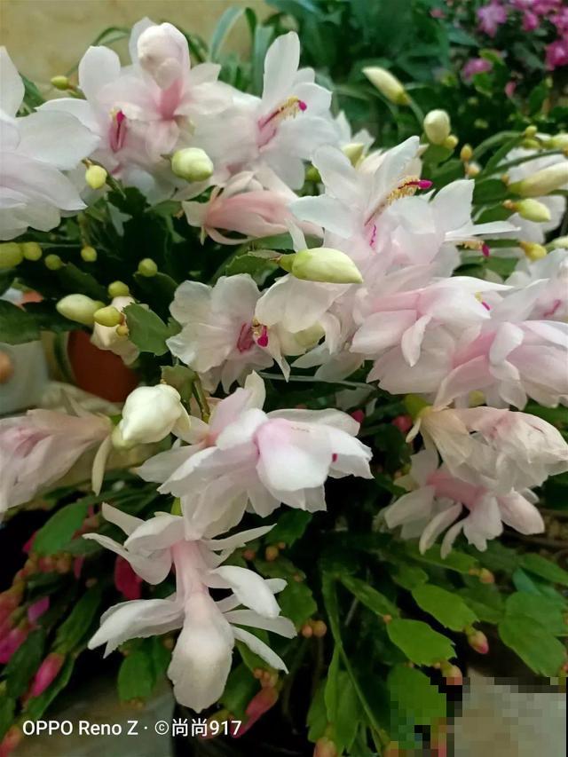 蟹爪兰一树嫁接8个品种，多色同开好壮观，连开4个月不败！