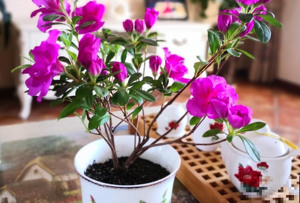 杜鹃花冬季咋养？这么养，统统都能开出漂亮花！
