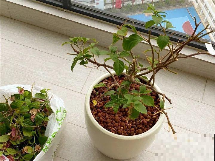 10种花，现在就得赶紧剪，不然熬不过冬天！