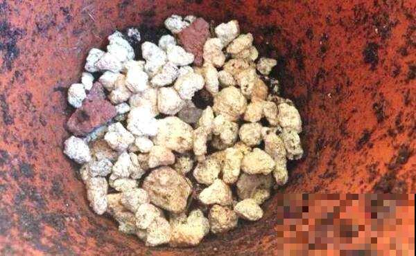 丝瓜瓤养花真是绝佳，切碎能垫盆底，切一半还能当花盆使！