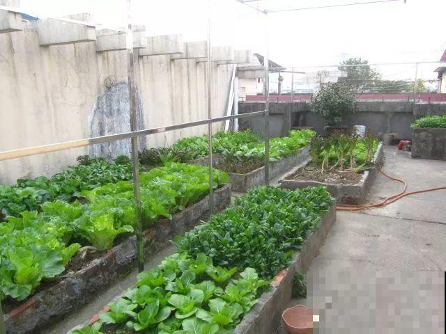 她在楼顶养花种菜，再喂喂鸡，日子过得悠闲又自在！