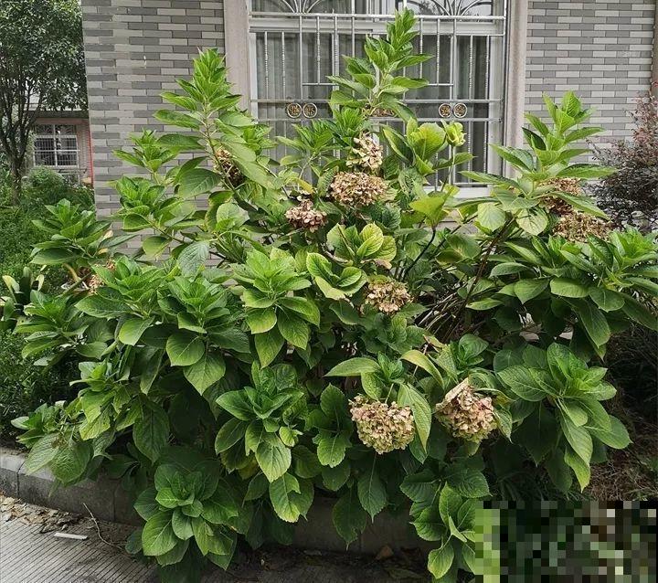 这3种花不用扦插，切个小口子，2个月就生根！