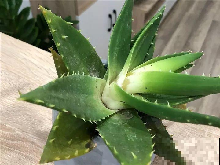 10种花，冬天切记管住手，小心浇完水就掉叶子！