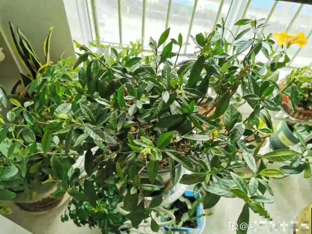 冬天修剪分“轻重”，有的花剪狠了，小心再也不开花！
