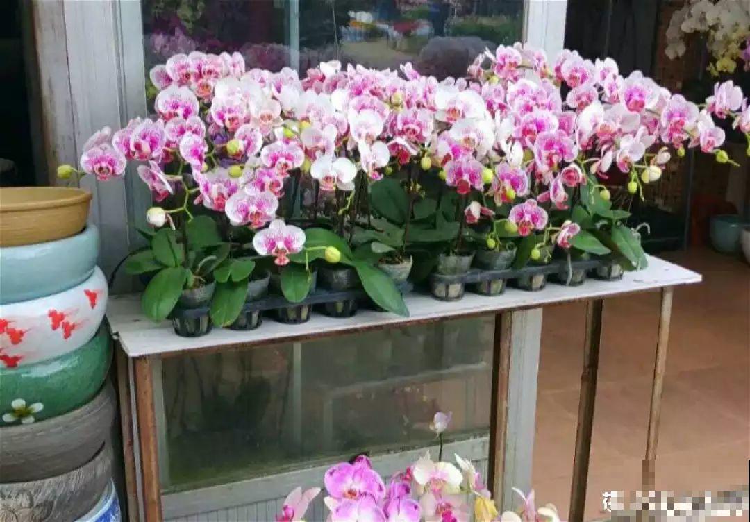 这10种花要慎买，小心养不活，心里贼难受！