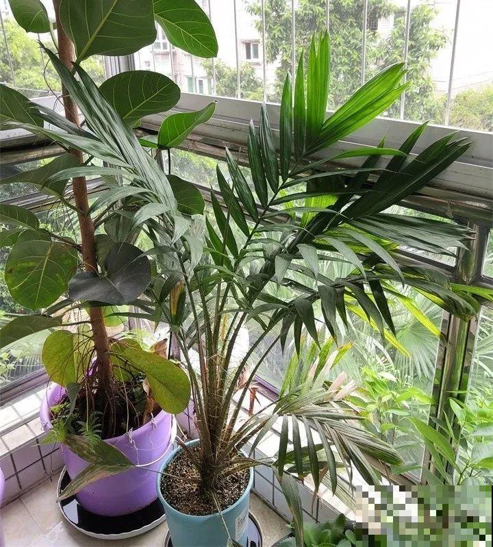 5块钱的水果埋土里，半年养成守家树，邻居都想花钱买！