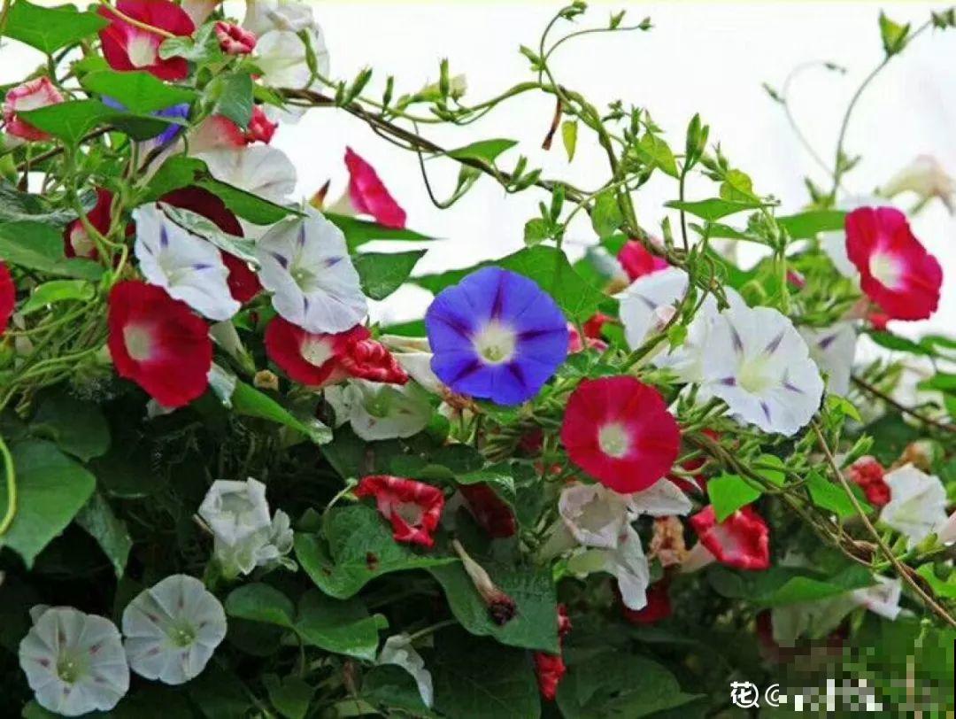 12种生肖花，快看看哪种属于你！