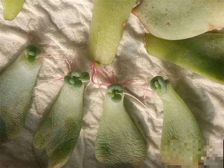 多肉扦插有技巧，这个季节一定选这几种，开春能养好送邻居！