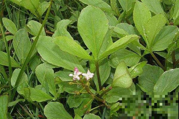 野外这草真奇怪，几颗棵就想呼呼大睡，整天失眠的人有福了！