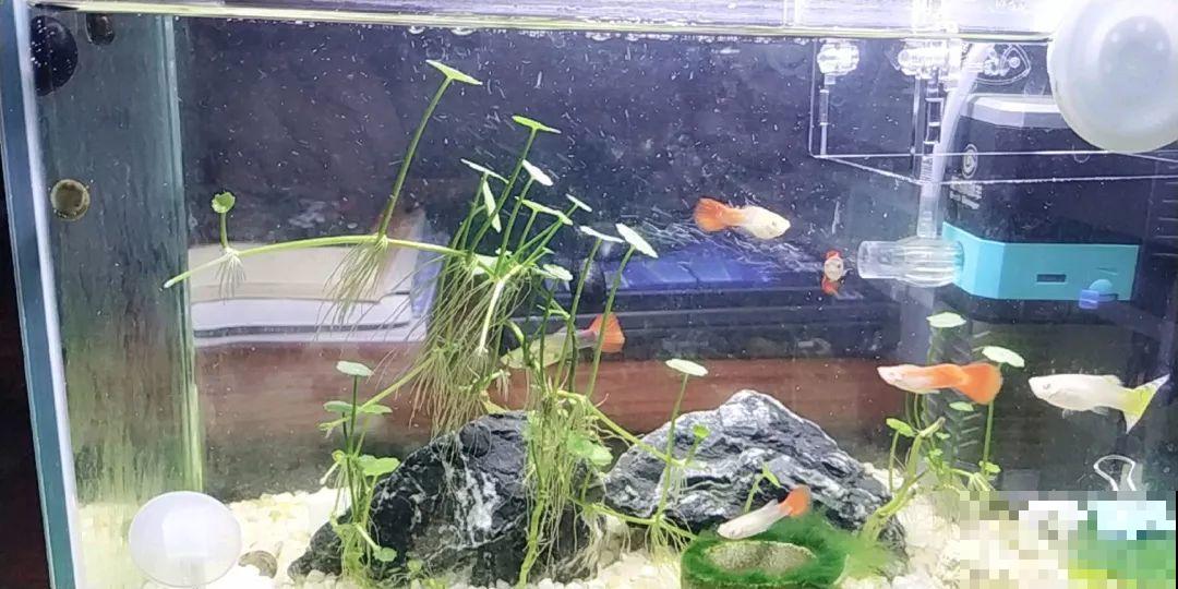 养不活的花丢鱼缸里，沾水立马就疯长，大冬天呼呼长不停！