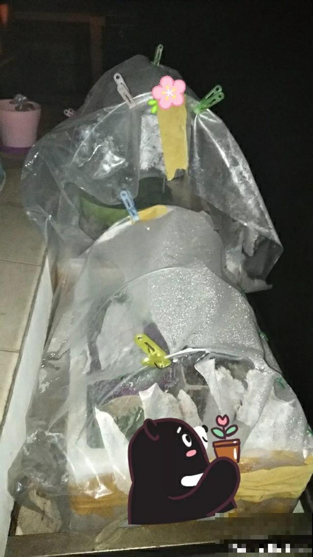 这5种花不抗冻，叶子不是发黄就是发黑，一点精神也没有！