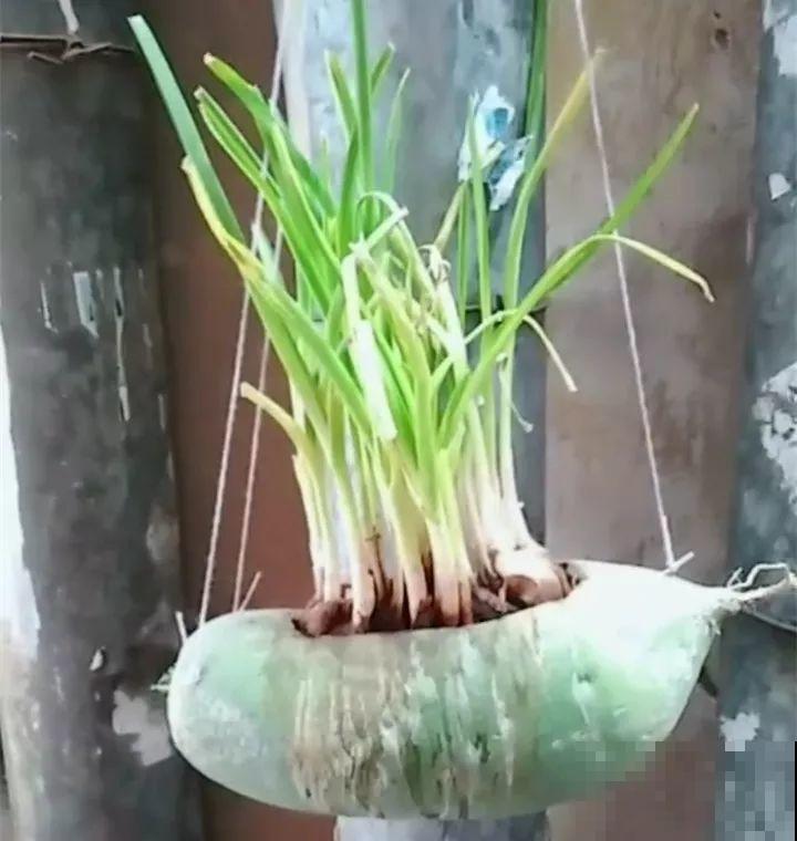 爷爷拿萝卜当花盆，种上大蒜蹭蹭长，邻居天天跑来看！