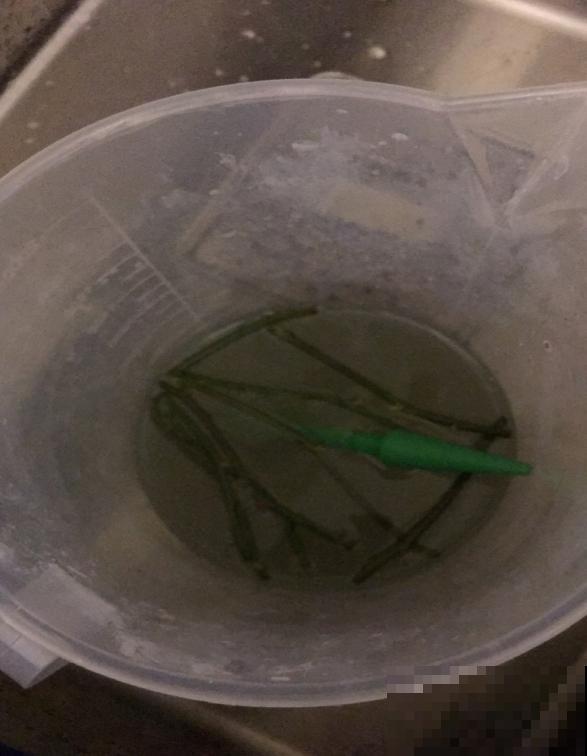 废油桶如何养花？张大妈只教一遍，我就学会了，太实用了