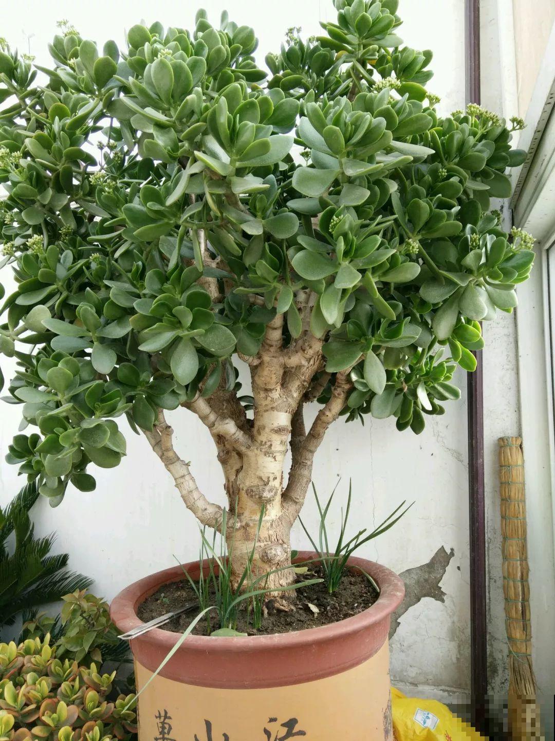 养了20年的玉树，杆子比大腿还粗，满树白花跟下雪了一样！