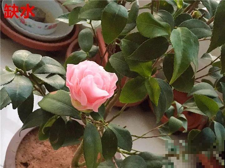 这花想要冬天开，就得狠心剪两刀，满树红花惹人爱！