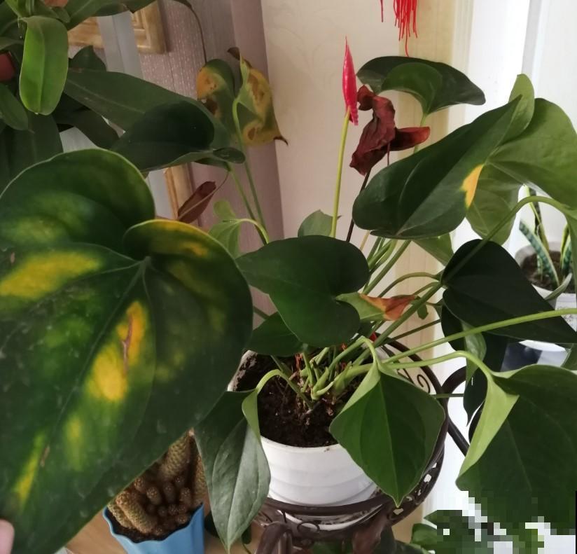 春节期间必选植物，这4种，增添氛围，十分喜庆！