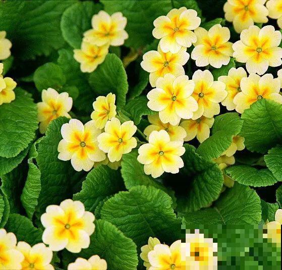 这花品种一年比一年多，五颜六色，新手照样也能养爆盆！