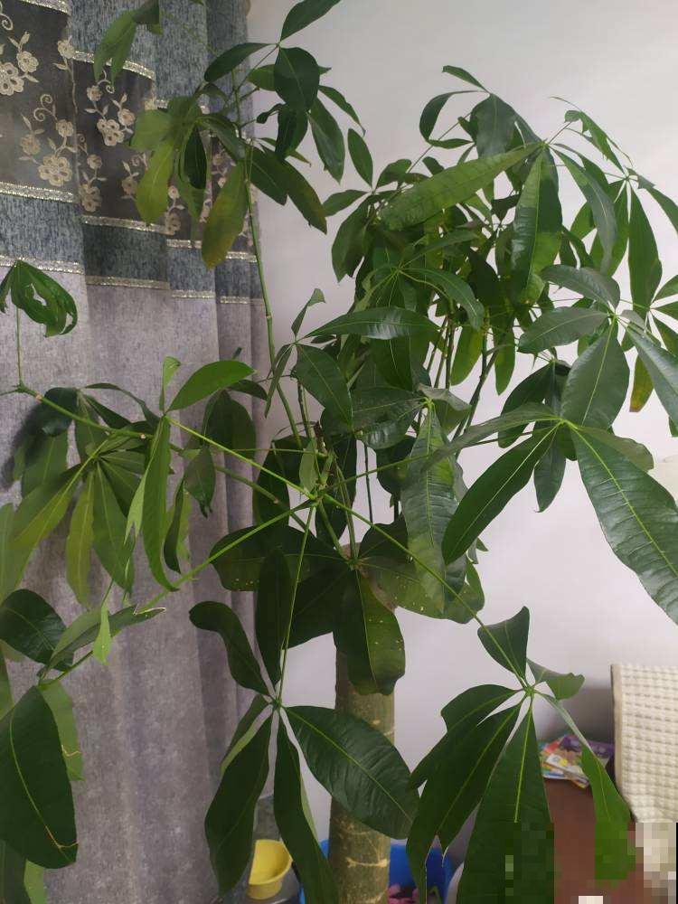 最有“财”的三种花，超适合年底养，明年财源滚滚来！