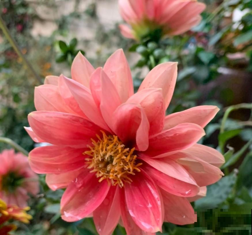 冬季就养小丽花，耐寒抗冻，开花漂亮！