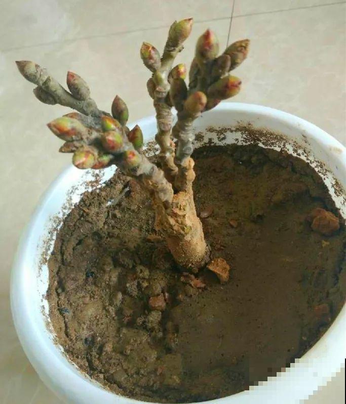 看见这花可别买，忍住，小心被忽悠，花钱买气受！