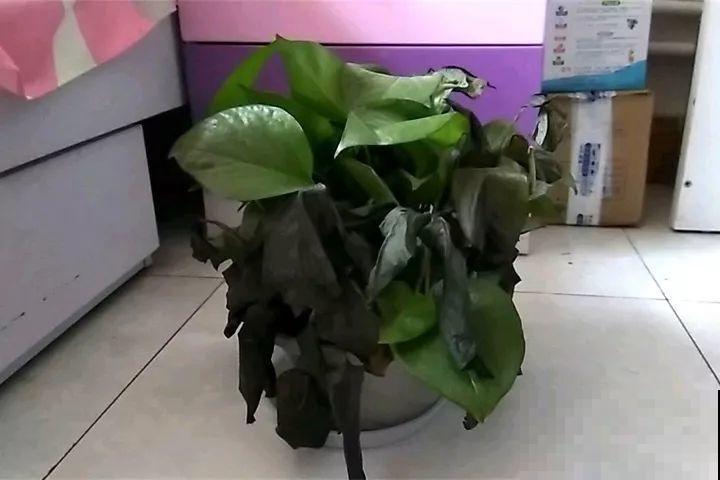 20种花最怕冷，一降温就黄叶，不做准备只剩空盆了！