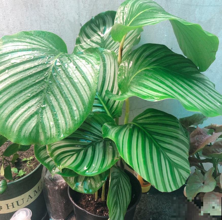 6种耐阴植物，放卫生间也能长，干净去异味！