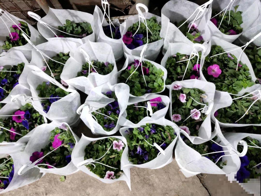 12月逛花市，这花好看又好养，遇到赶紧抱回家！