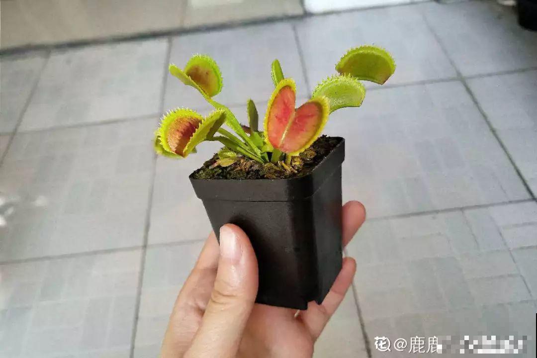 这种仙人掌还是别养了，管不住，自己容易长腿跑了！