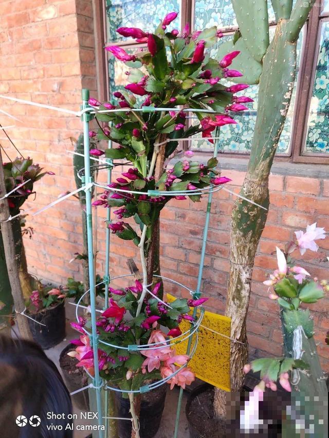 蟹爪兰刚开花，他把30个花苞全摘了，真心疼！