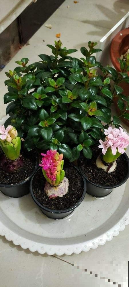 这种花，水里土里都能种，开花满屋飘香