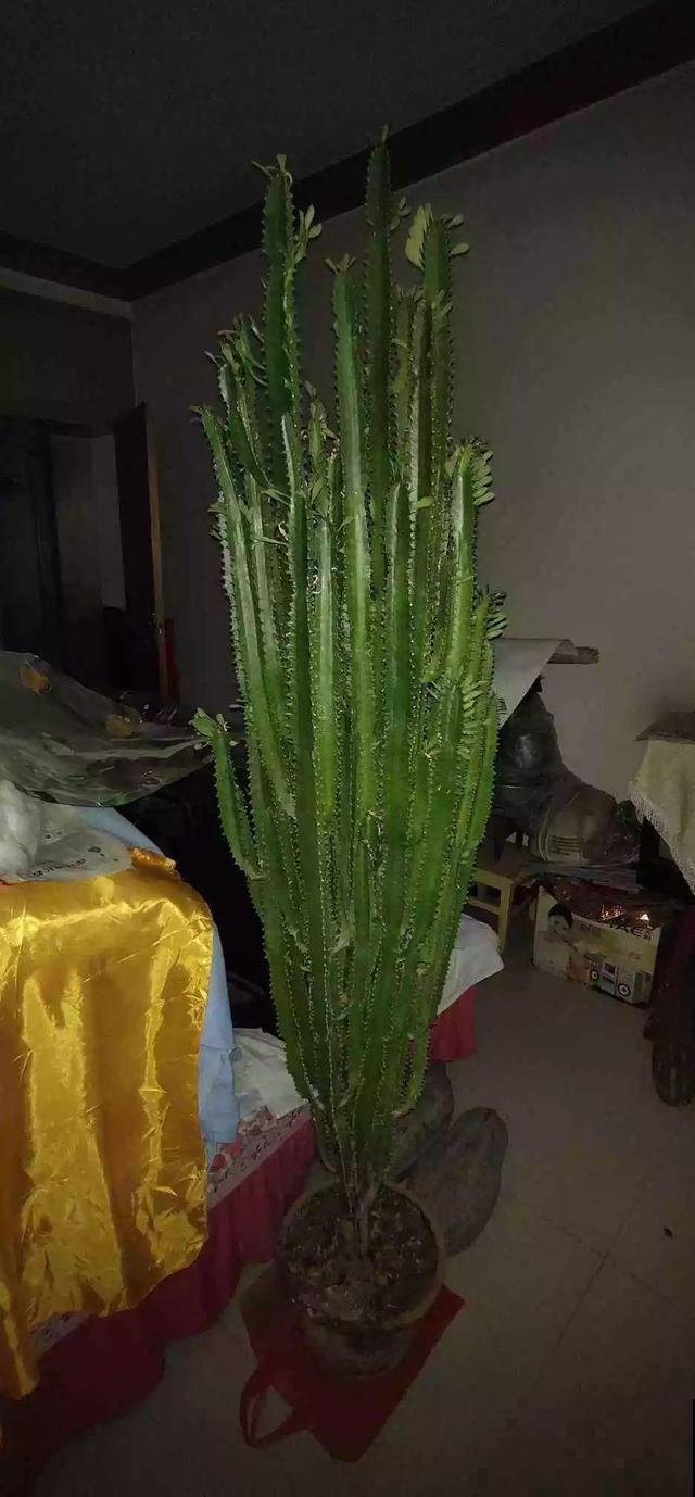 客厅就养这4种花，威武霸气，开花还漂亮！