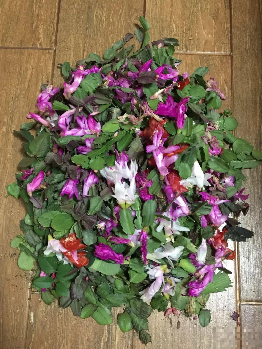 这6种花开败了？抓紧剪两刀，还能再开两三茬！