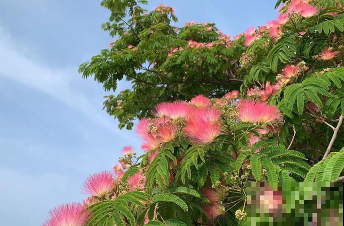 农村这些花不光好看，还是名贵的中药，有一棵就赚了！