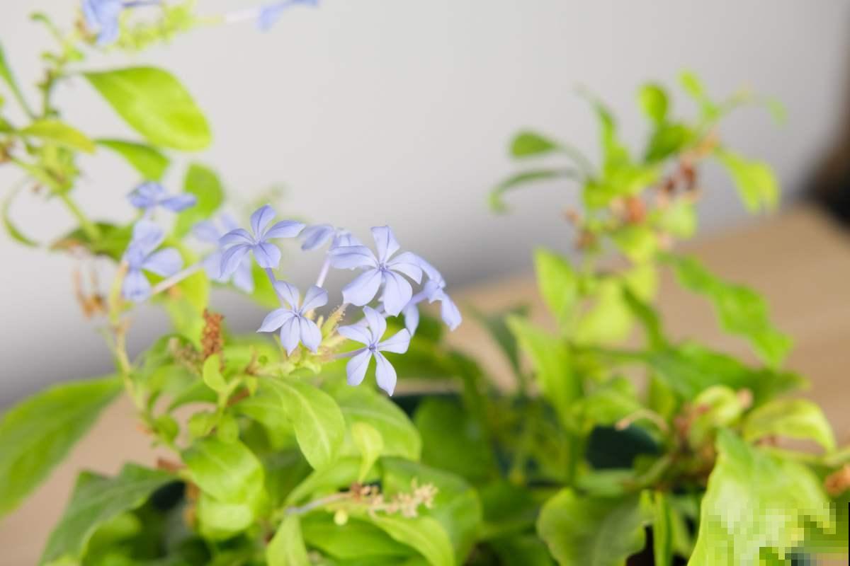 现在买这3种花，要把花苞剪掉，否则来年没花看