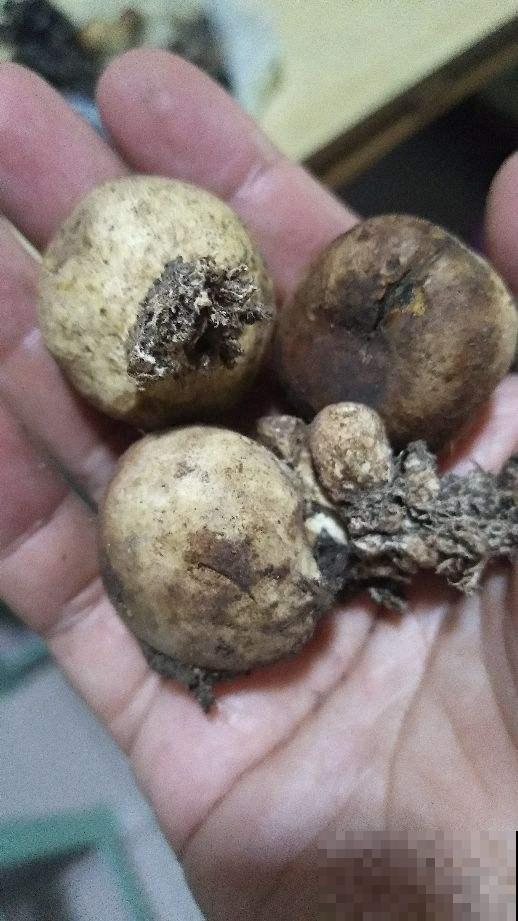 上山看到“大白皮球”，凑近一摸还会“喷气”，幸亏提前发现它