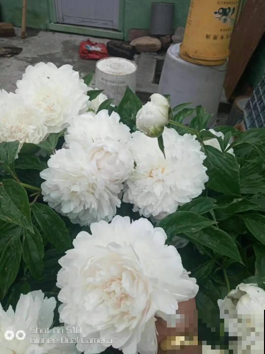 牡丹芍药傻傻分不清，光看叶子就知道了，1招教你辨别！