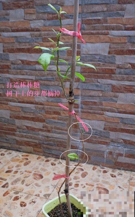 养了5年的三角梅，一长高就砍，终于变成精品老桩！